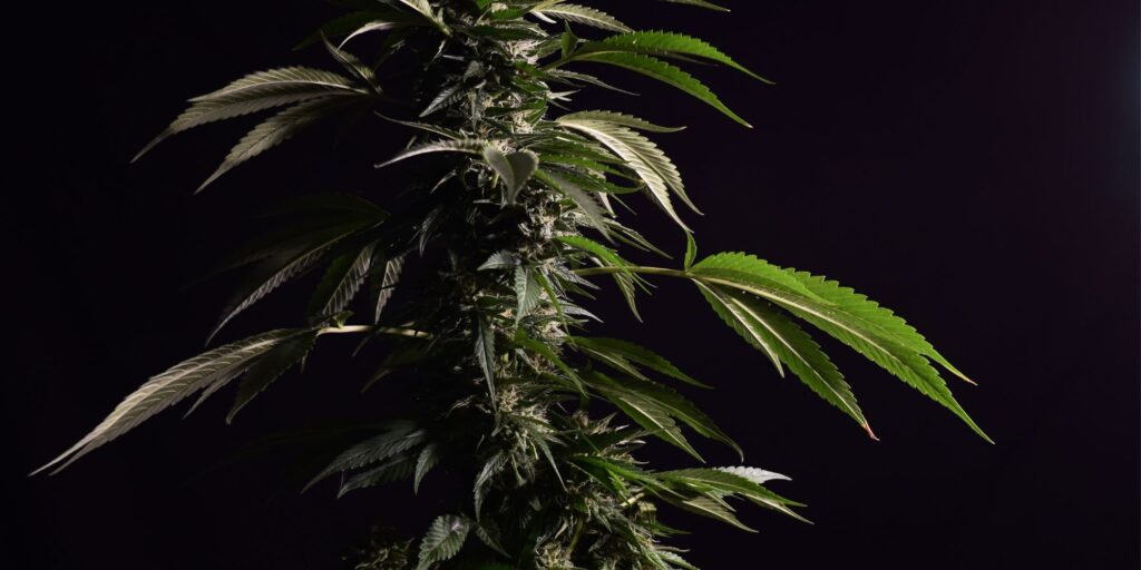 is weed a depressant or stimulant