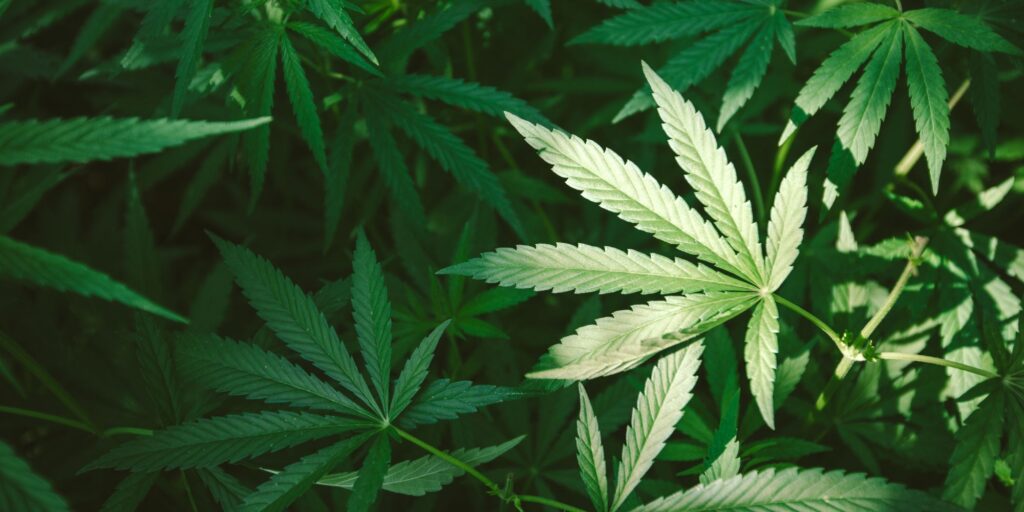 can weed become addictive